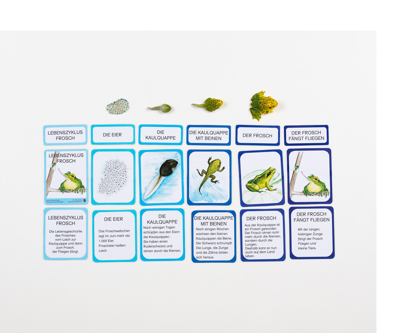 Verschiedene Karten mit Worten, Abbildungen von Fröschen und Beschreibungen darauf, liegen geordnet nebeneinander. Darüber Kunststofffiguren eines Frosches.