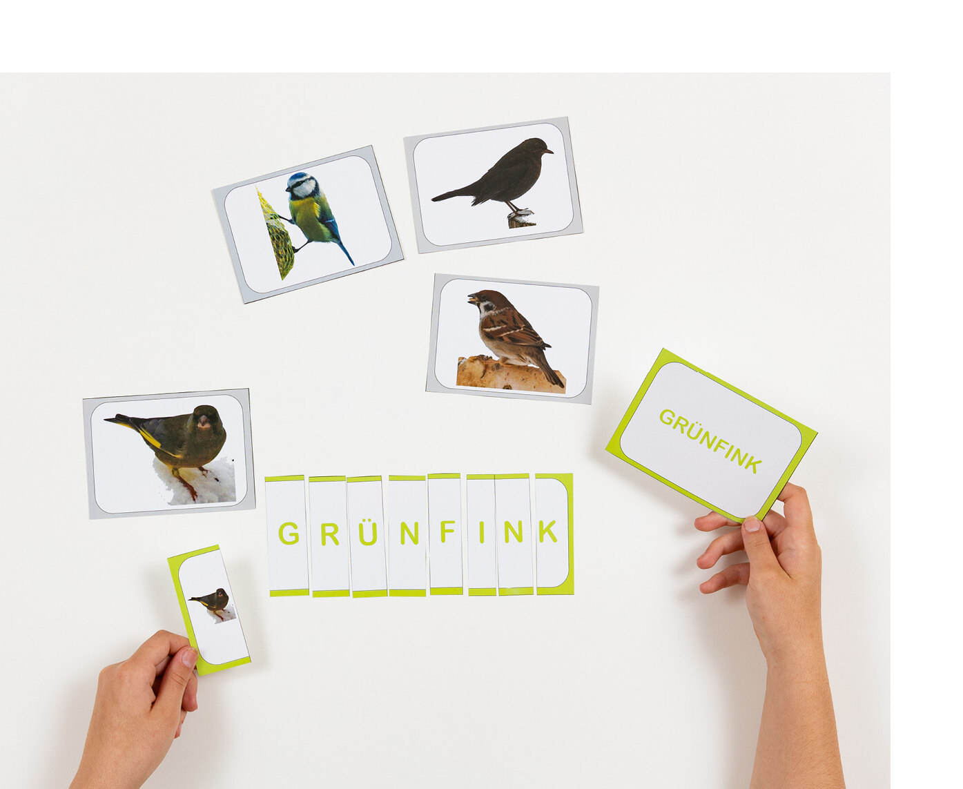 Wort- und Bildkarten des Grünfink werden von jemandem geordnet nebeneinander gelegt.