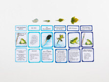 Verschiedene Karten mit Worten, Abbildungen von Fröschen und Beschreibungen darauf, liegen geordnet nebeneinander. Darüber Kunststofffiguren eines Frosches.
